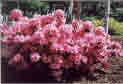 A close up on a pink-flowered azalea