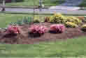 A bed featuring pink-flowered azaleas and golden euonymus