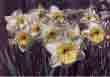 Daffodils: a bit of beauty in early spring