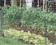 My vegetable garden, 1998