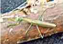 The praying mantis feeds on detrimental insects...Some gardening catalogues sell mantis eggs to place in the garden.