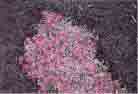 Phlox is a groundcover that spreads quickly and produces pink flowers