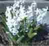 The sweet-smelling, eye-catching hyacinth is a pleasant surprise in early spring.