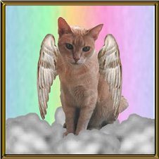 angeltom1sm.jpg - 11776 Bytes