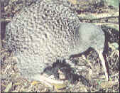 Great Spotted Kiwi