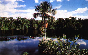 selva