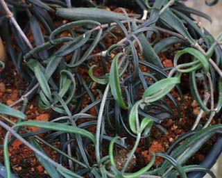 B. beauverdii