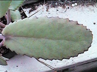 K. laxiflora