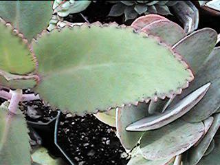 another leaf