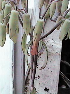B. crenatum
