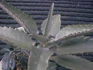 B. daigremontianum