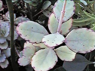 leaves