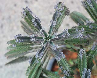 B. 'Houghton's Hybrid'