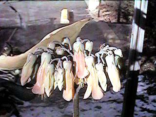 Inflorescence