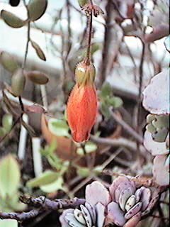 Inflorescence