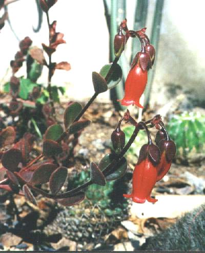 Inflorescence