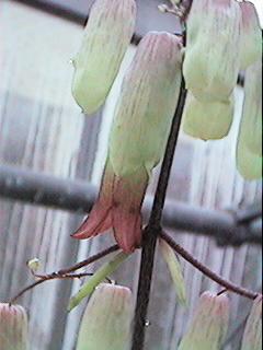 B. pinnatum