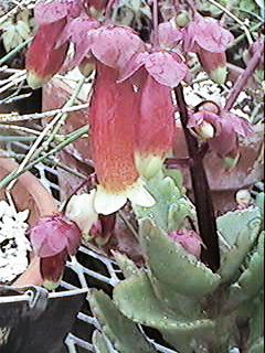B. porphyrocalyx