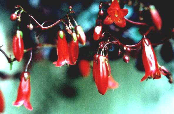 B. 'Tessa'