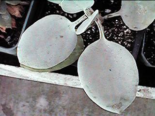 K. bracteata (type)