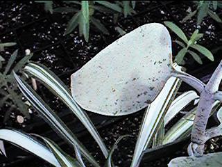 leaf