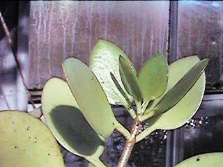 K. bracteata var. glabra
