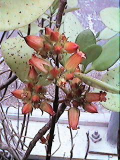 K. bracteata v. glabra