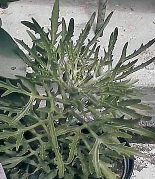 K. ceratophylla