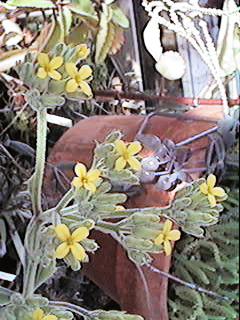 K. citrina