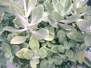 K. heterophylla