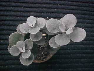 K. hildebrandtii