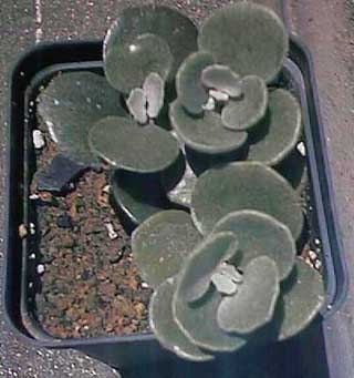 K. hildebrantii