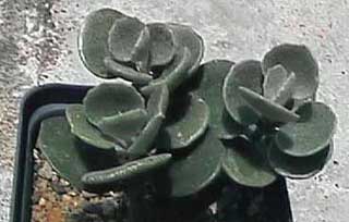 K. hildebrantii