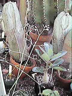 Inflorescence 