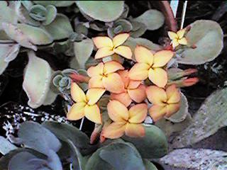 Inflorescence