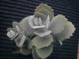 K. longiflora