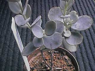 K. marnieriana