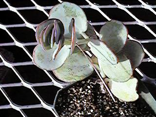 K. marnieriana