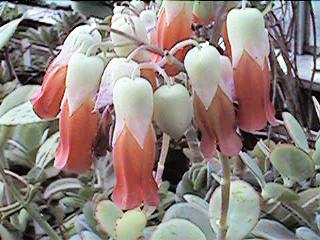 K. marnieriana