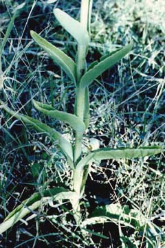 Inflorescence