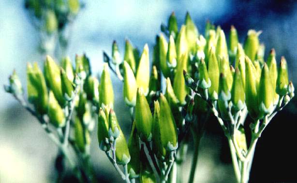 Inflorescence