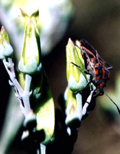 Inflorescence