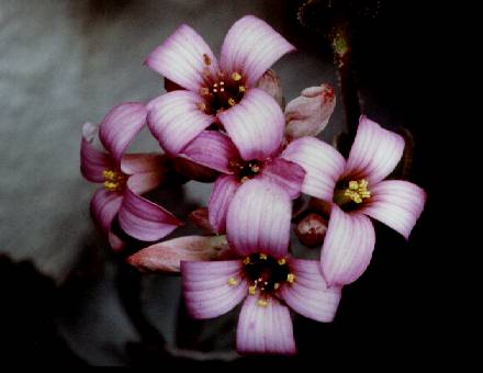 K. pumila 
