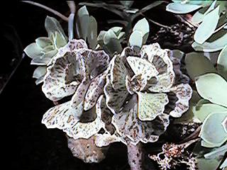 K. rhombopilosa (Photo: Yale Sedman)