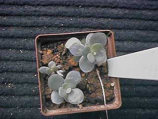 A small K. rotundifolia
