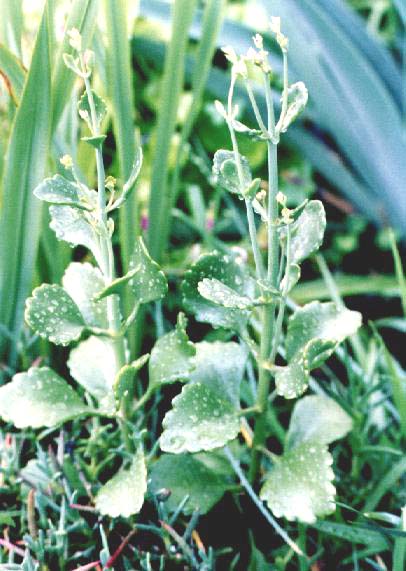K. rotundifolia