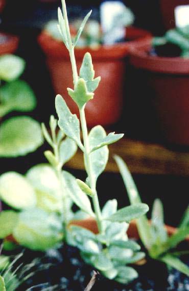 K. rotundifolia