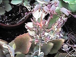 K. rotundifolia