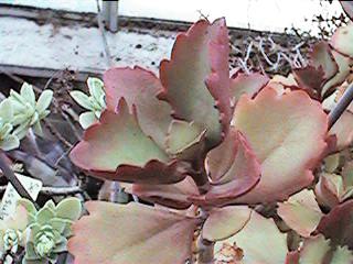 K. ksexangularis