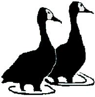 Whitefaced Ducks are the symbol of Friend of Nylsvley. This duck is a typical sight on the flooded plains of the Nyl River